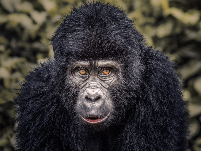 Mountain Gorilla Close Up in Uganda by Kim Paffen Wildlife Photography