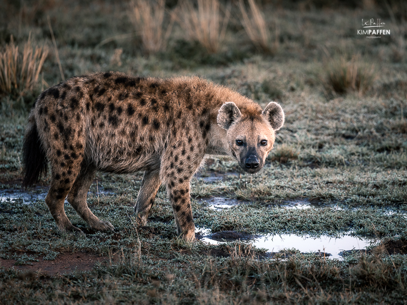 wildlife photography Maasai Mara: Spotted Hyena