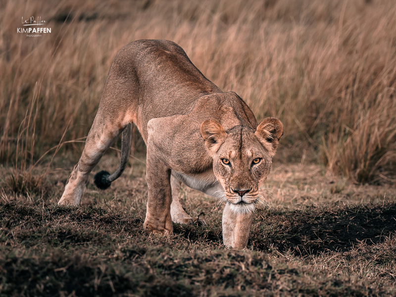 Big Cats of the Maasai Mara: Hunting Lioness Enonkishu