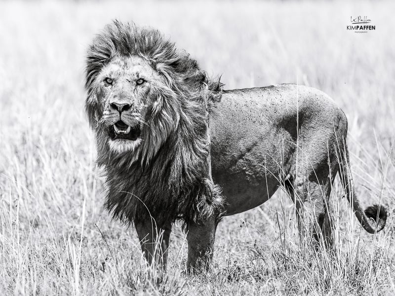 male lion maasai mara Kenya
