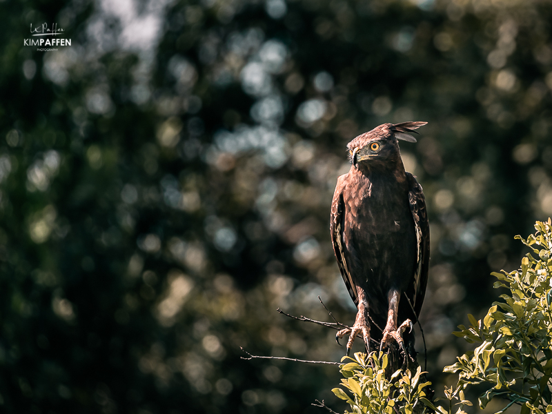 Long-crested Eagle, Bird Photography