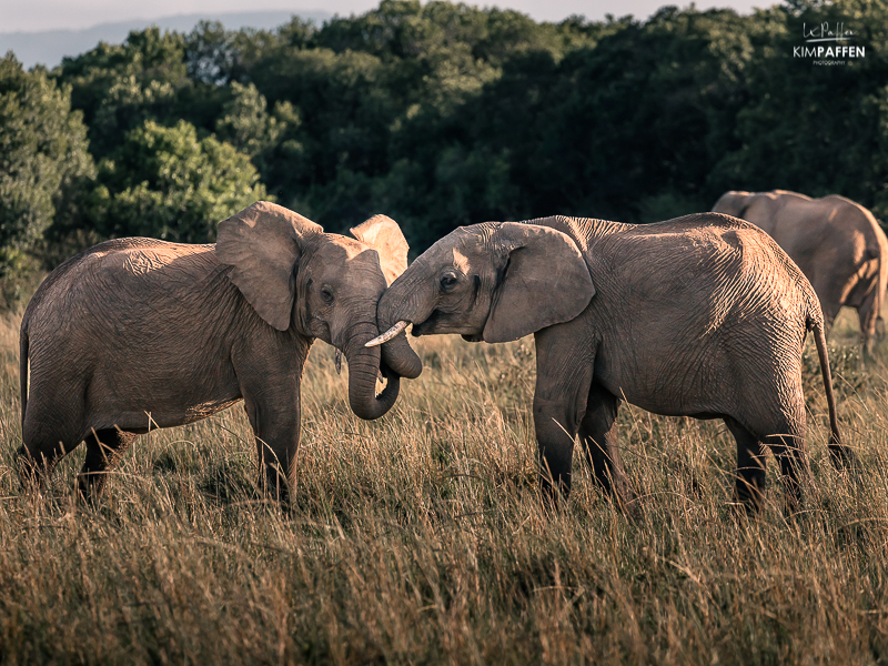 Elephant Photography Masai Mara Kenya