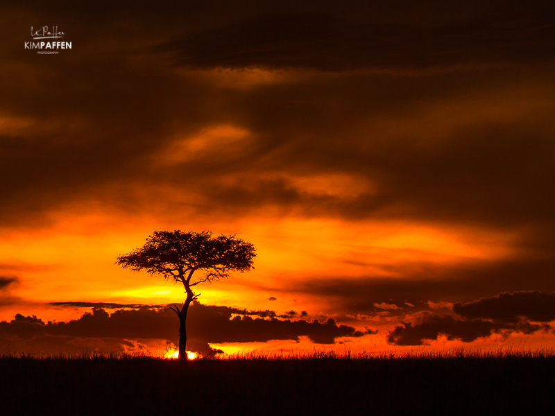 tree silhouette with orange sunset Maasai Mara plains