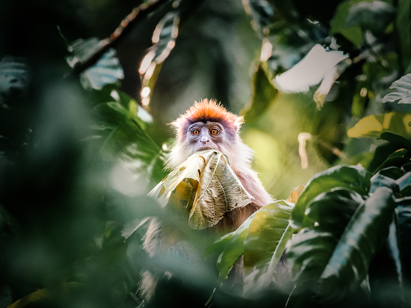 Red Colobus Monkey in Uganda feeding on big leaf captured by Kim Paffen Travel and Nature Photographer