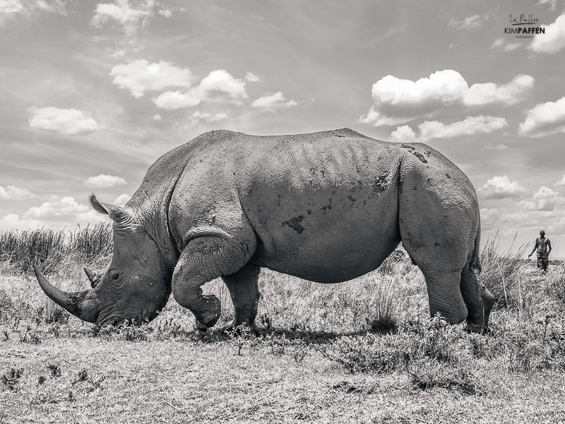 Ranger protects White Rhino
