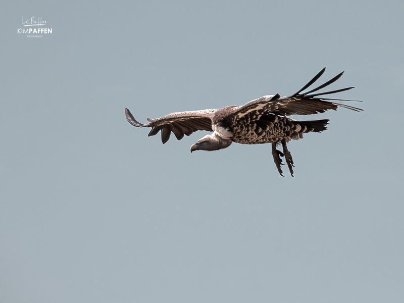 Bird Photography: Vulture
