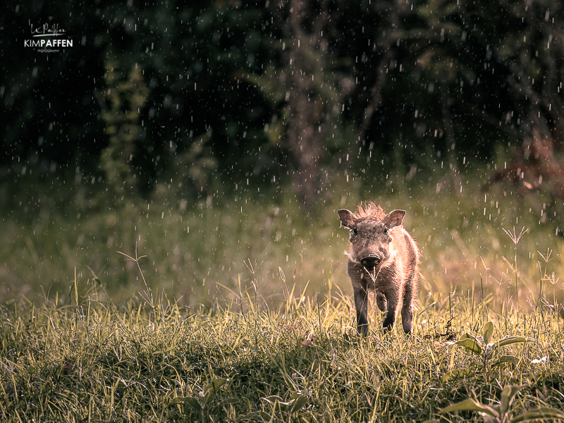 Wildlife Photography in Kenya: Baby Warthog