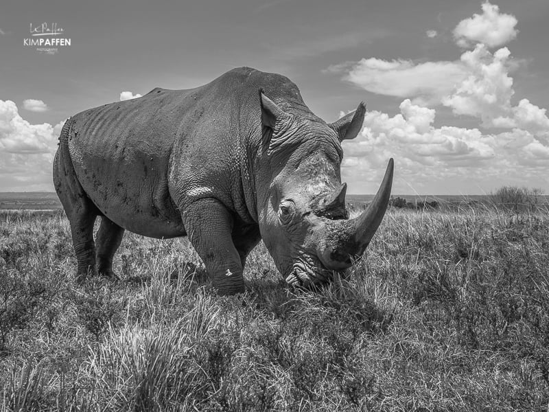 White Rhino Mara Conservancies Kenya