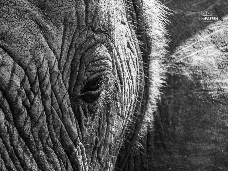 Wildlife Photography in South Africa: Elephant Close Up