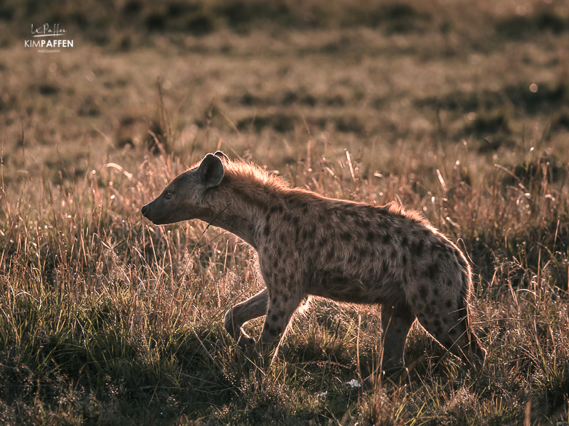 Wildlife Photography in Kenya: Hyena
