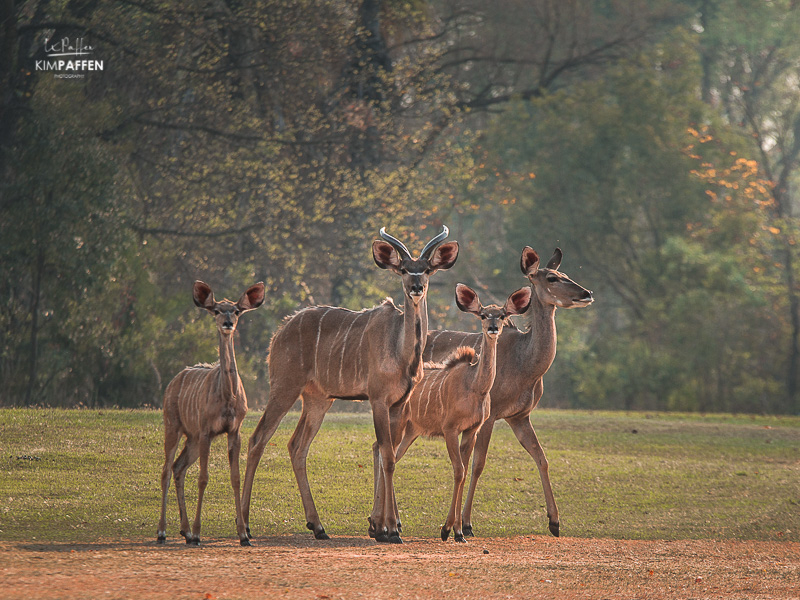 Wildlife Photography Zimbabwe: Kudu Antelopes
