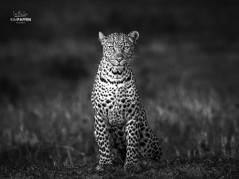 Wildlife Photography in Kenya: Leopard