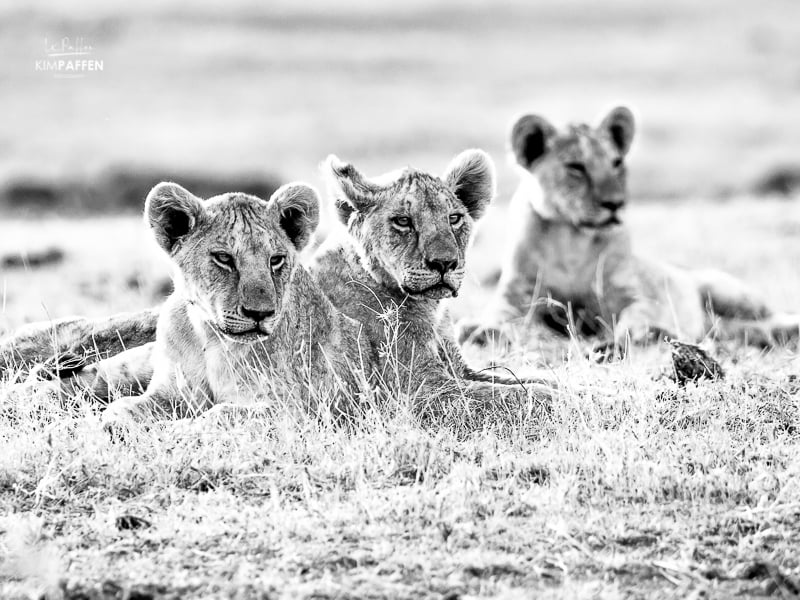 Wildlife Photography in Kenya: Lion Cubs