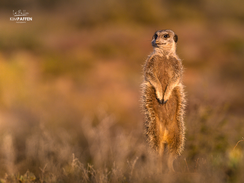 Wildlife Photography in South Africa: Meerkat in Oudtshoorn