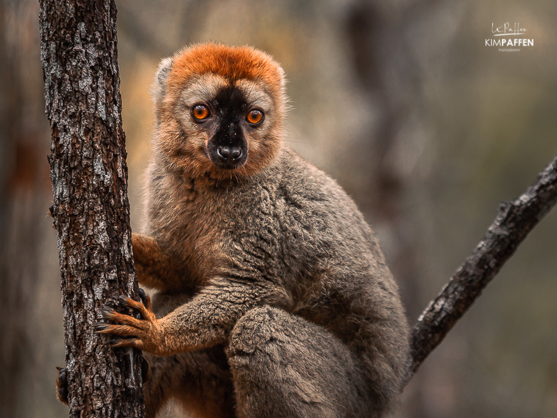 Wildlife Photography Madagascar: Brown Lemur