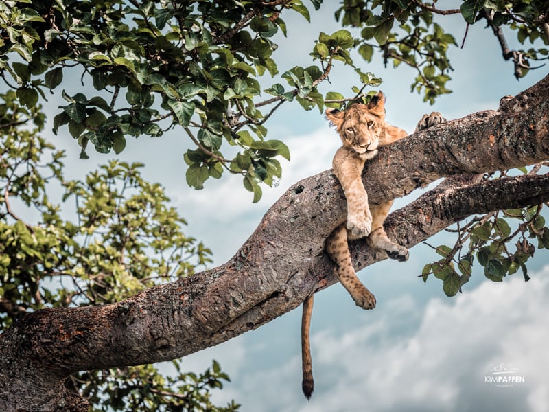 Wildlife Photography Uganda: Tree Climbing Lions Ishasha