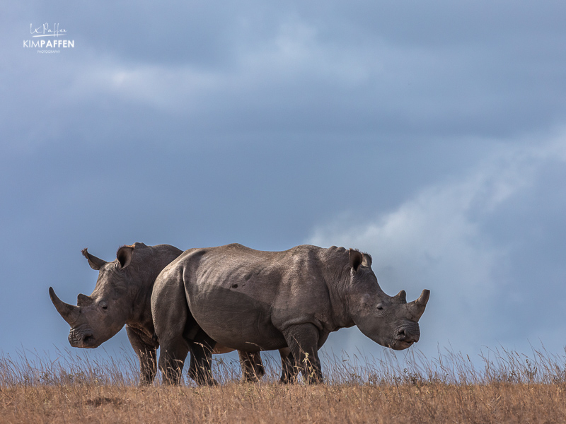 Rhino Photography in Shamwari South Africa