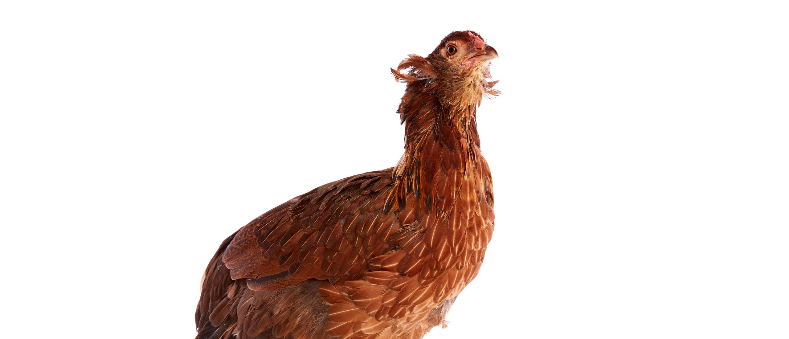 Araucana hen bolstaart