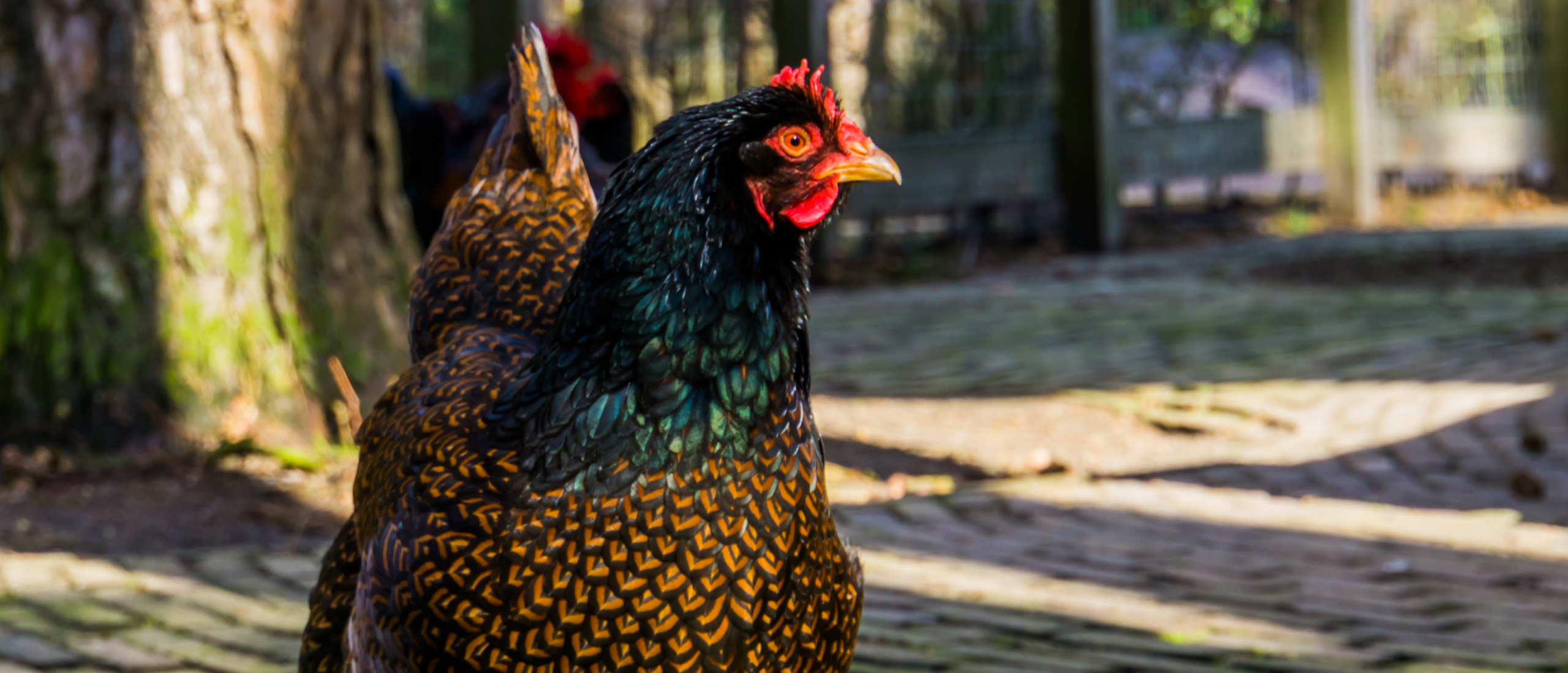 barnevelder-hen