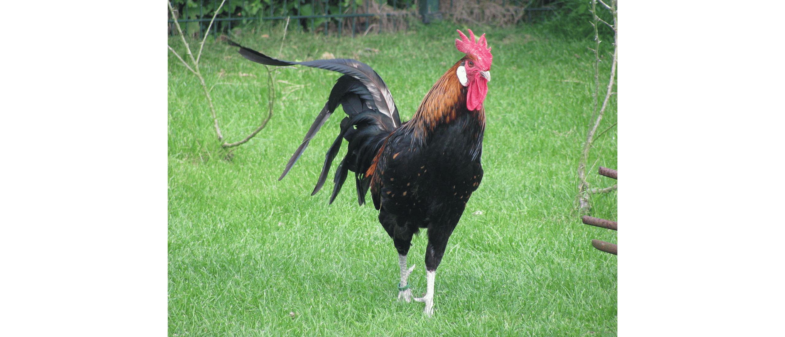 bergse-kraaier-zeldzaam-kippenras-kippen-kennisbank
