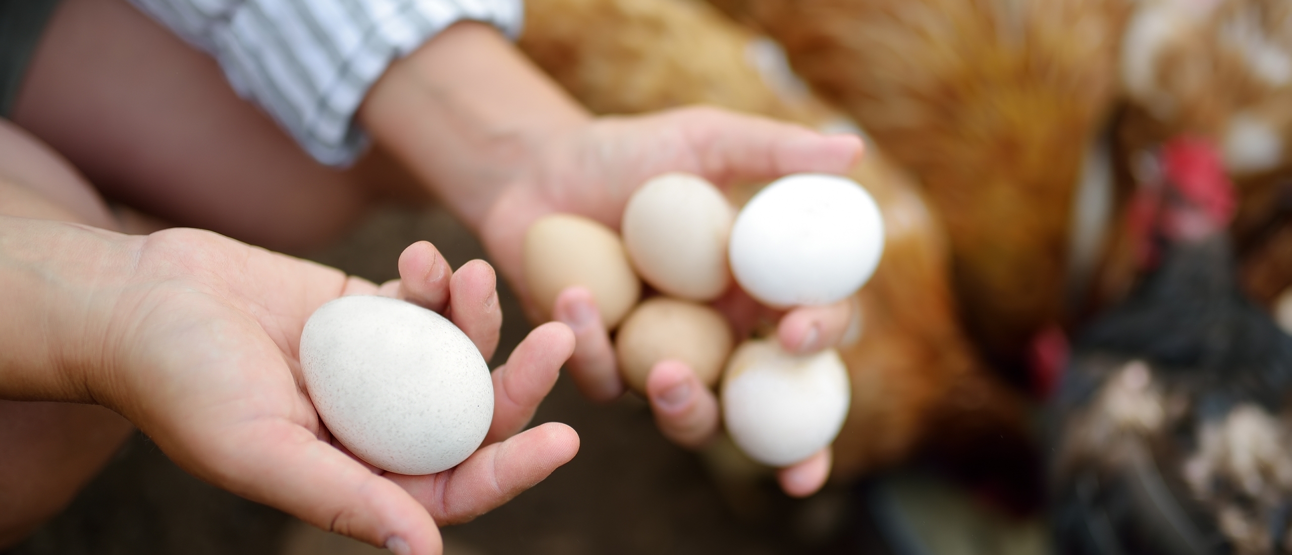 Hoe kan het dat mijn kippen eieren buiten het legnest leggen?