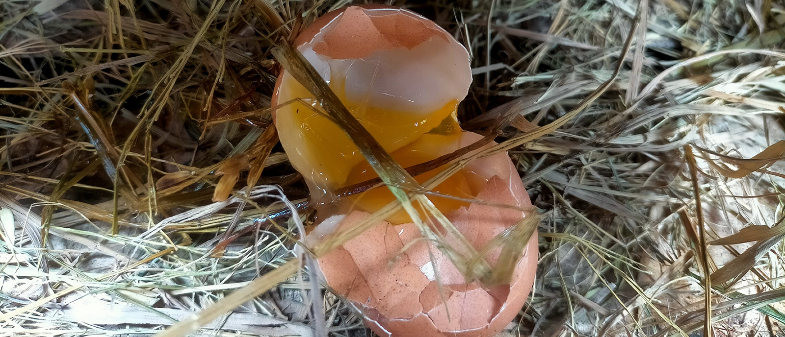 Hoe kan het dat mijn kip eieren legt met dunne schalen?