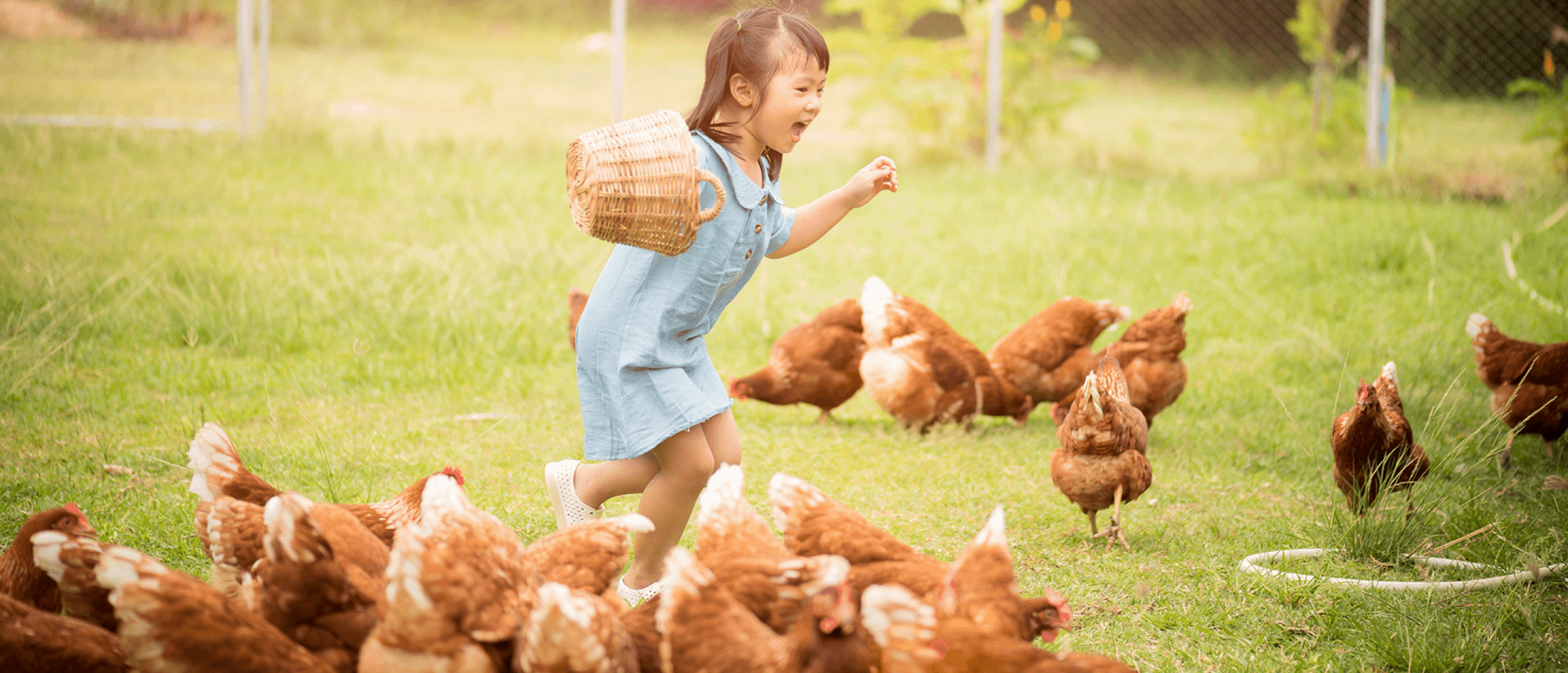Hoe moet je kippen verzorgen?