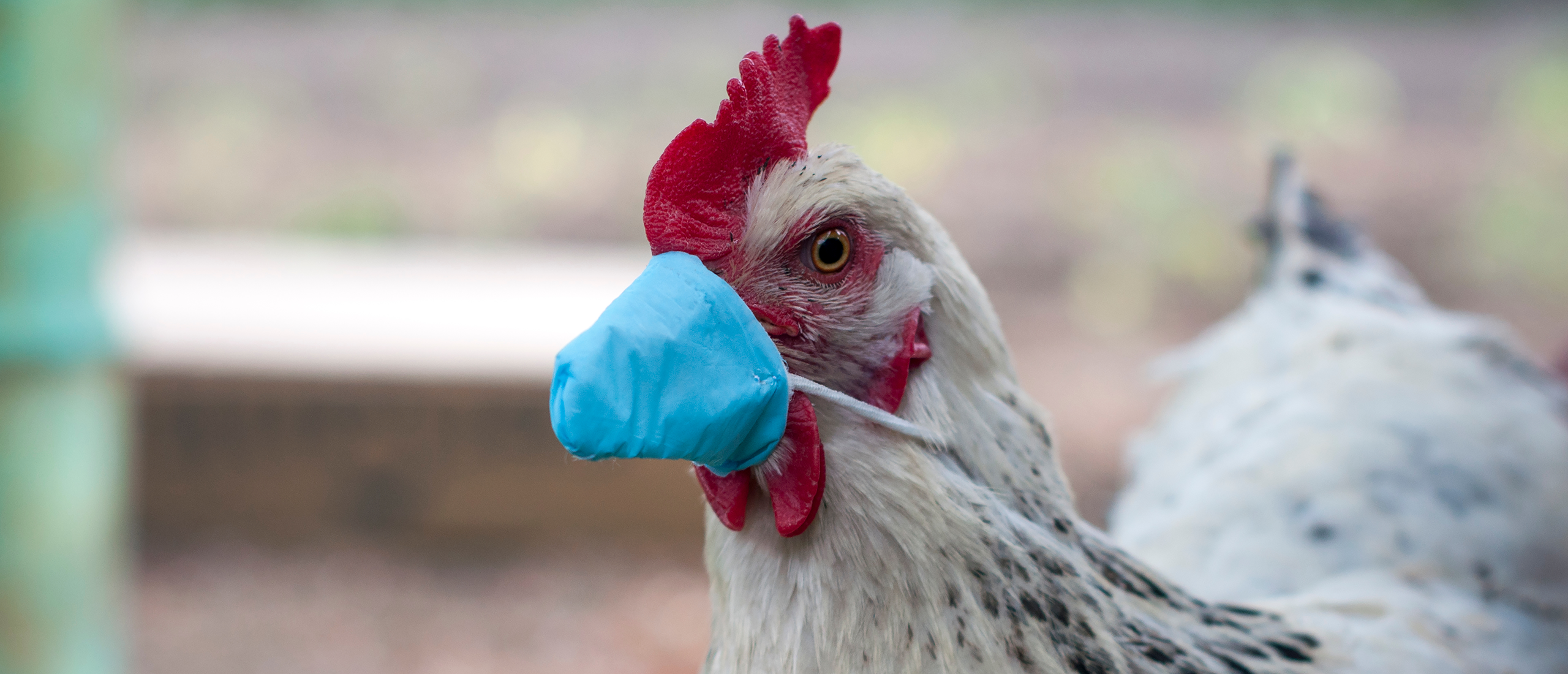Hoe herken je de vogelgriep bij kippen?