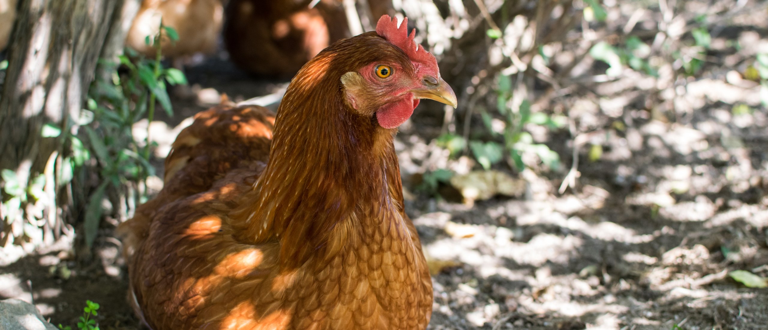 slijm Mooi Tegenstrijdigheid Waarom gaan mijn kippen niet op stok? | Kippenhok | Kippen verzorgen |  Blogs | Kippenpakket.nl