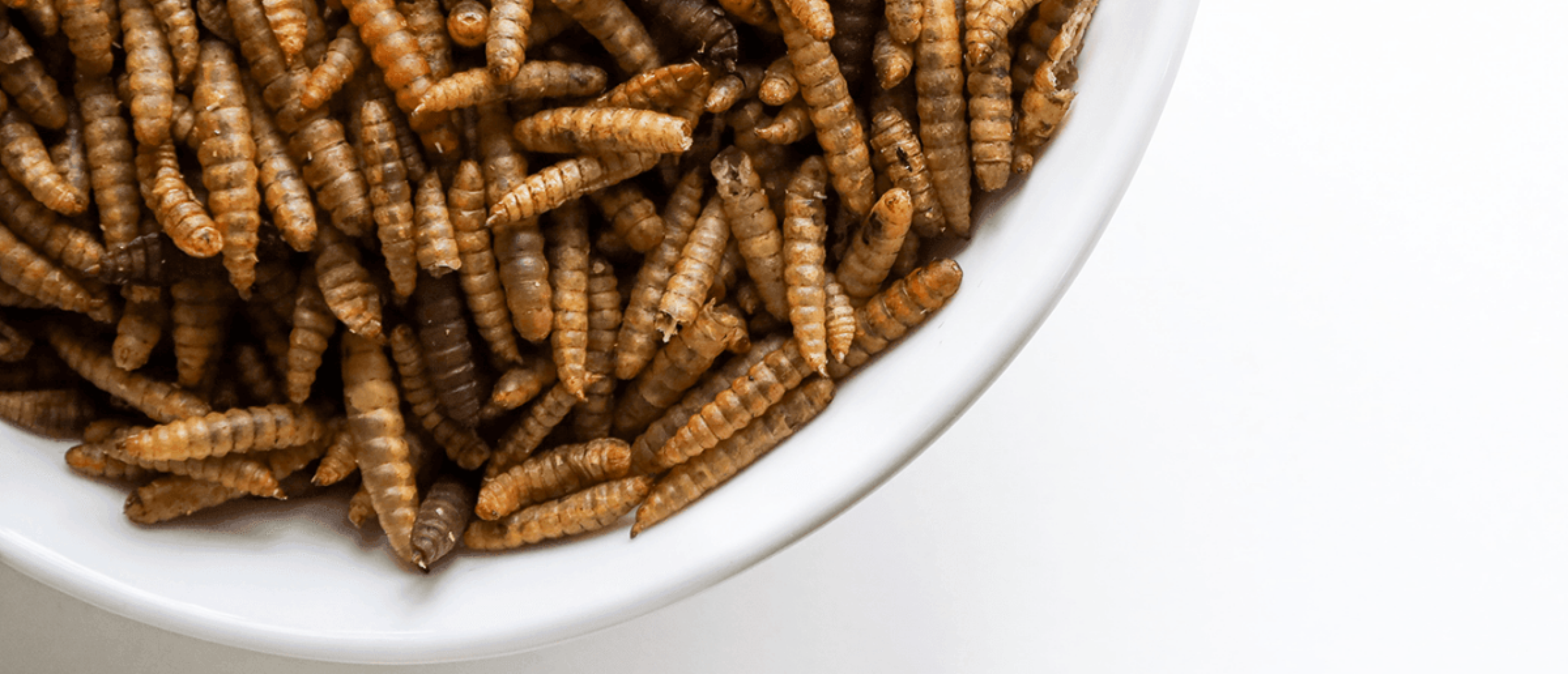 nutri-worms-zwarte-soldatenvlieg-larven-voor-kippen-voordelen-van-nutri-worms-gezonde-kippen-voeding-kippensnacks-snack-voor-kippen-eiwitrijke-voeding-kippen