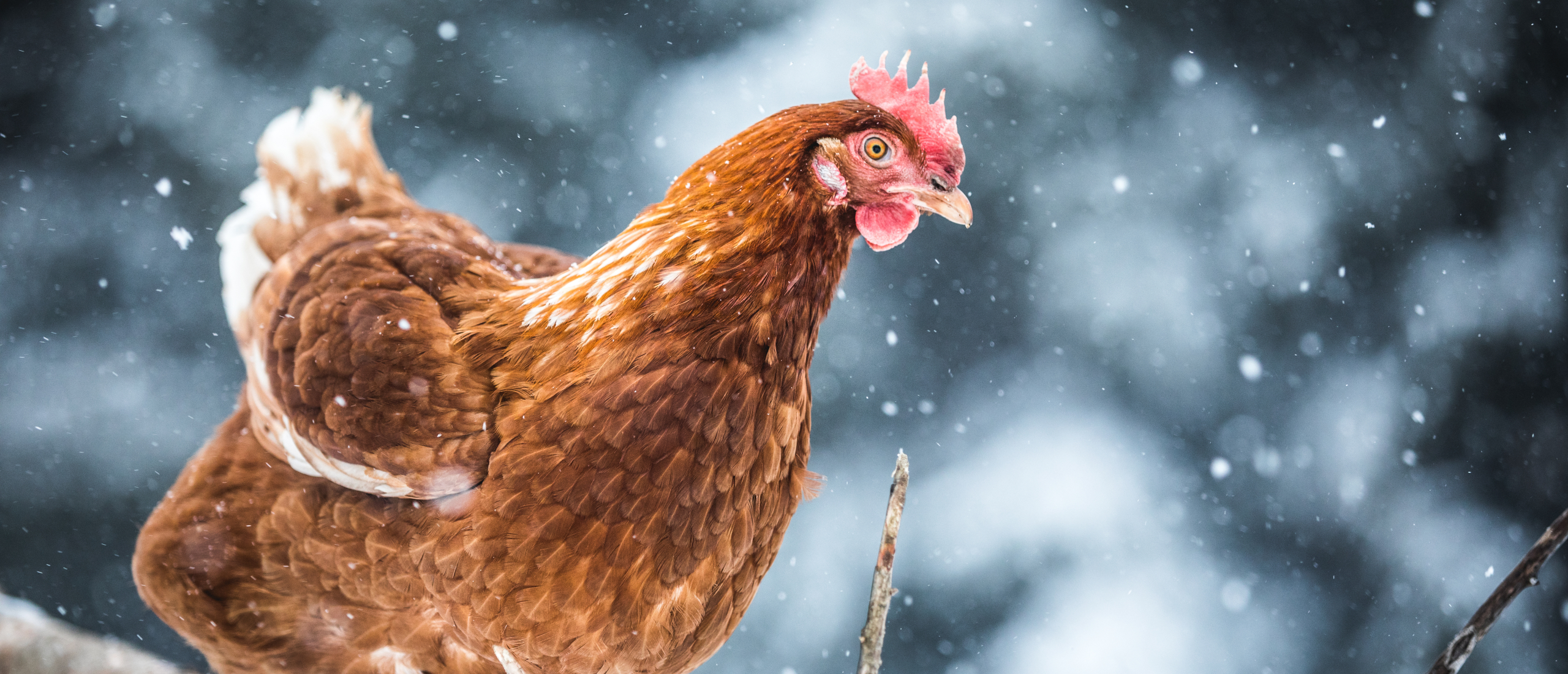 Waarom leggen kippen geen of minder eieren in de winter?