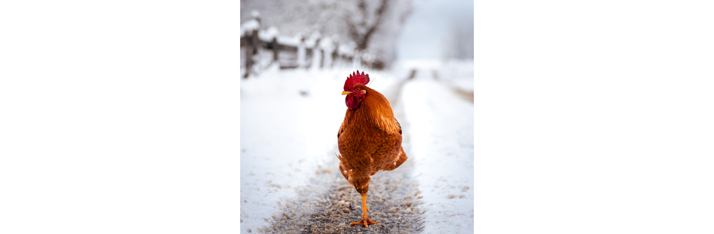 Ham Locomotief helaas Je kippen optimaal verzorgen in de winter met deze 7 tips - Kippenpakket.nl