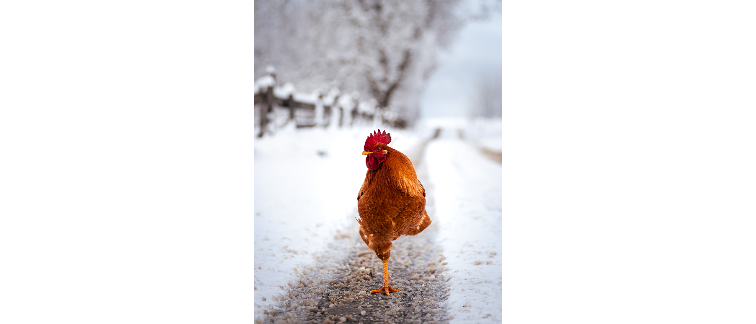 je-kippen-optimaal-verzorgen-in-de-winter-met-deze-7-tips