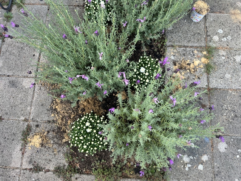 Nieuwe planten van de Intratuin