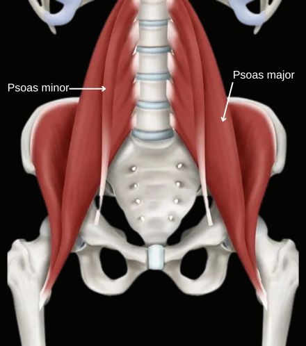 Psoas minor en major