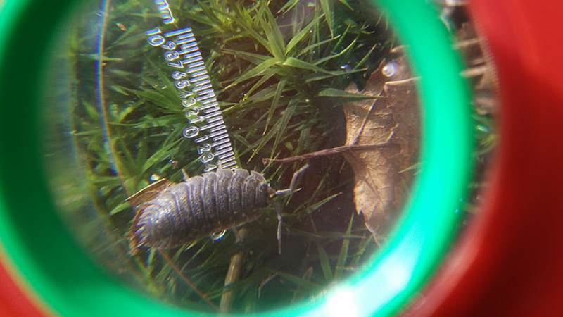 Insectenpot met pincet en insectenkijker
