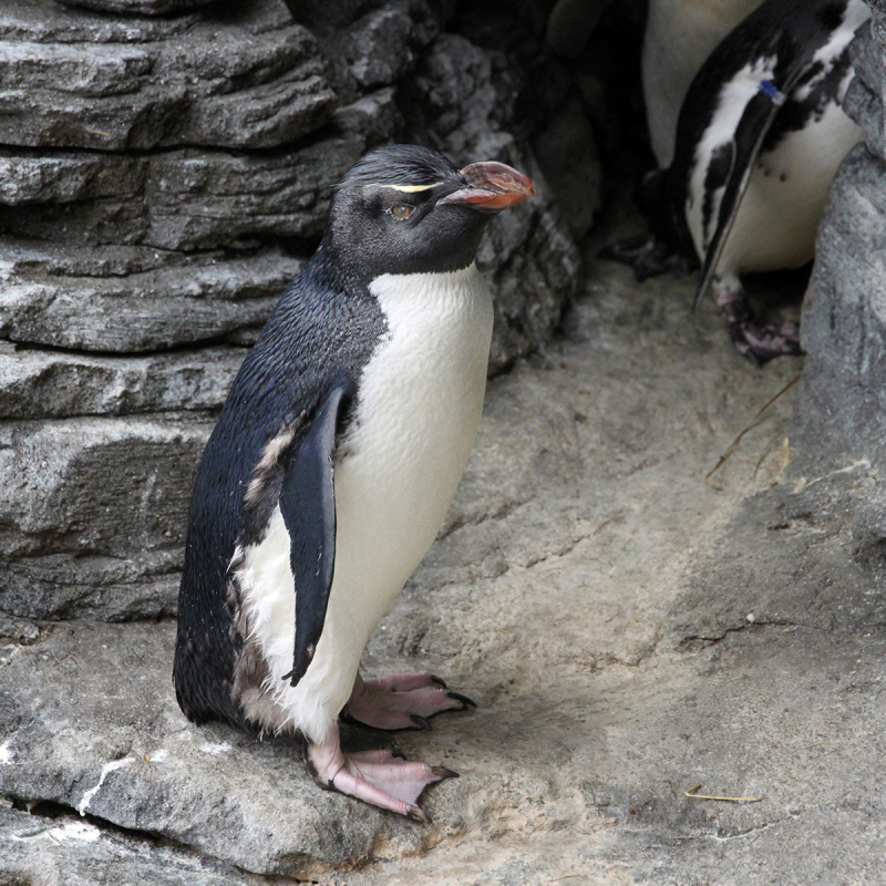 Aquarium Lissabon met kinderen: ontdek de onderwaterwereld