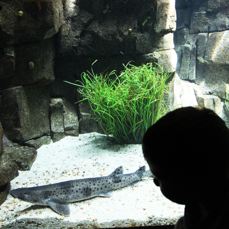 Parque das Nações en Oceanário de Lisboa met kinderenarium van Lissabon