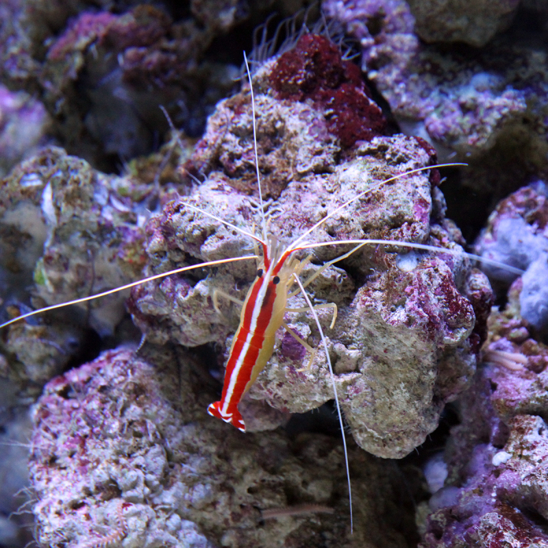 Vissen spotten in Oceanário de Lisboa met kinderen