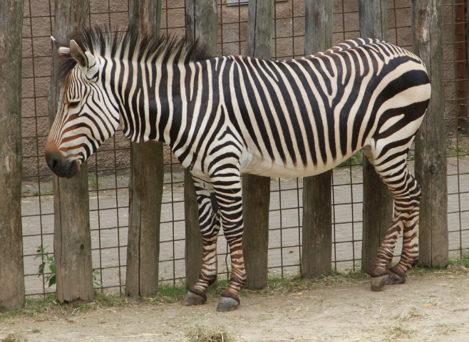 GaiaZOO zebra