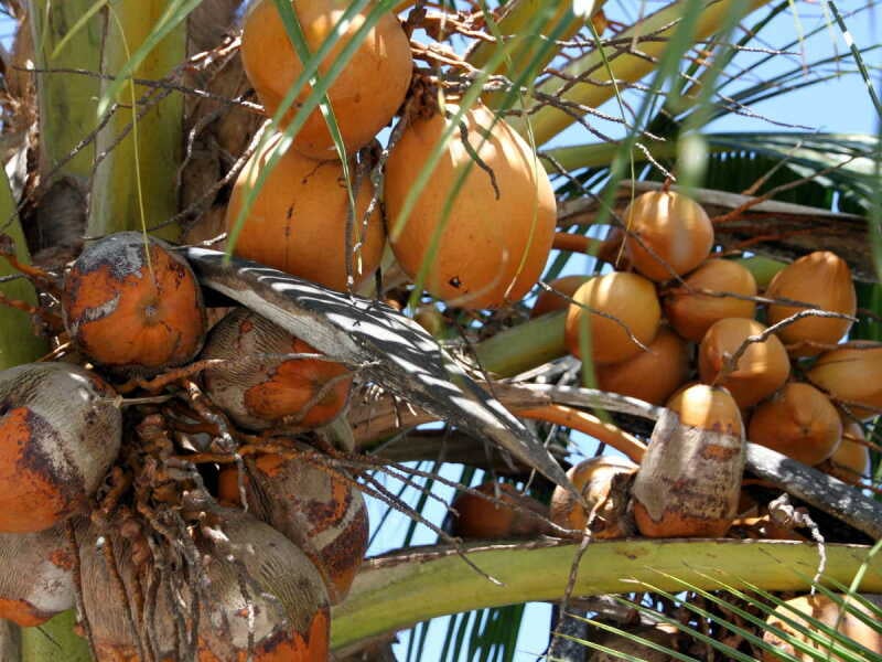 Kokosnoten plukken in Sri Lanka