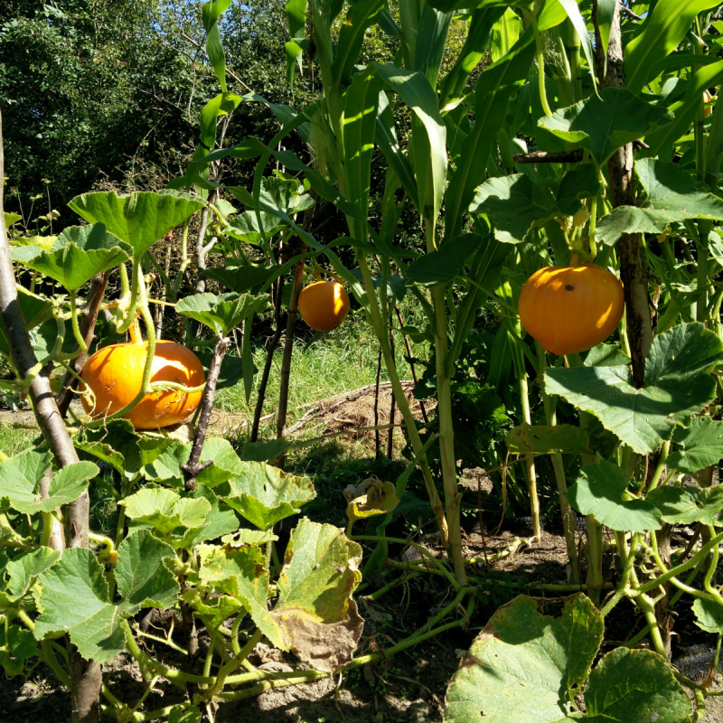 Buitenpost Twello Buitenpost Twello