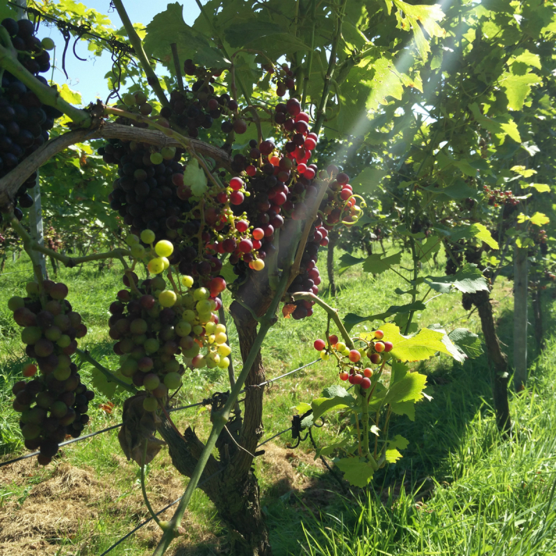 Buitenpost vers fruit Buitenpost vers fruit