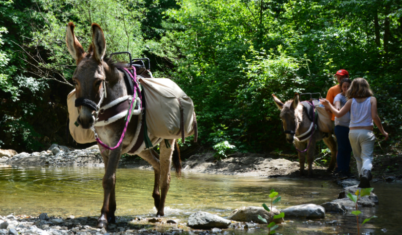 Toscane met kinderen en ezel Toscane met kinderen ontdekken tijdens een tocht met een ezel