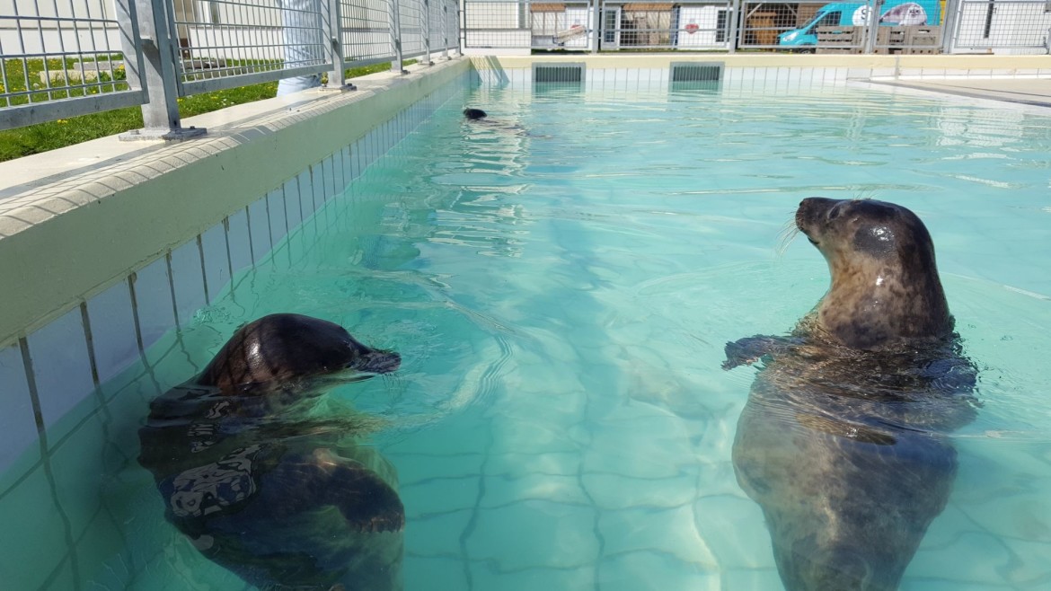 Zeehondencentrum Pieterburen bezoeken met een tiener Zeehondencentrum Pieterburen bezoeken met een tiener