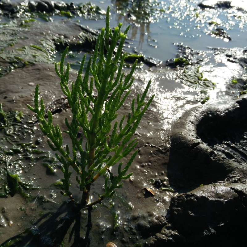 Wadlopen Friesland met kinderen Wadlopen Friesland met kinderen