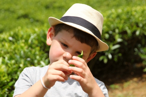 Rondreis Sri Lanka met kinderen Rondreis Sri Lanka met kinderen