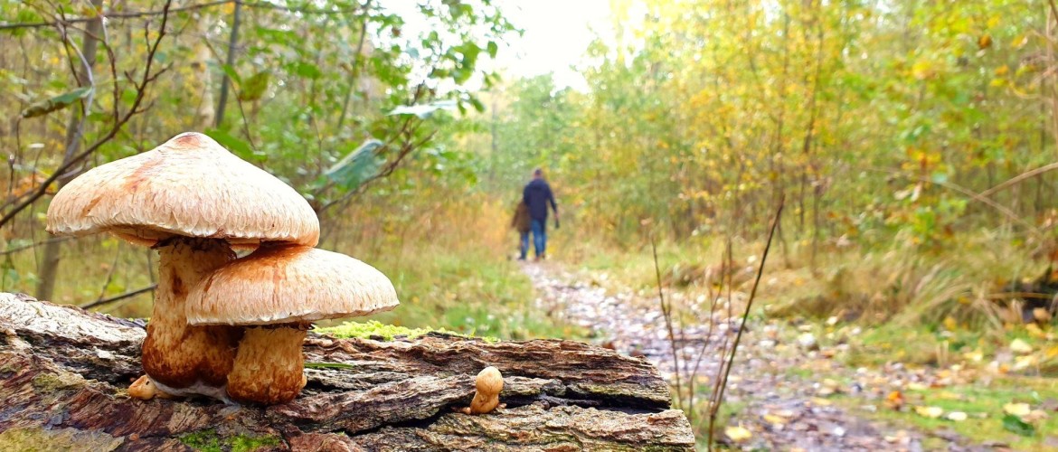 Op zoek naar paddenstoelen in Nationaal Park Lauwersmeer