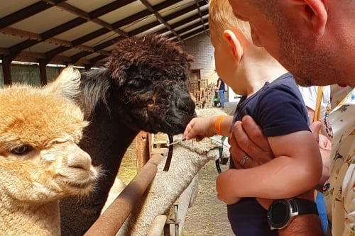 Alpacafarm in Brabant