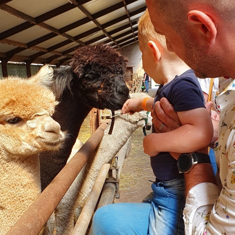 Alpacafarm in Brabant Maashorst ontdekken